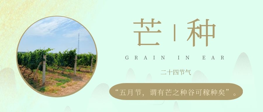 芒種 ▎風(fēng)吹葡園浪，蟬鳴夏始忙