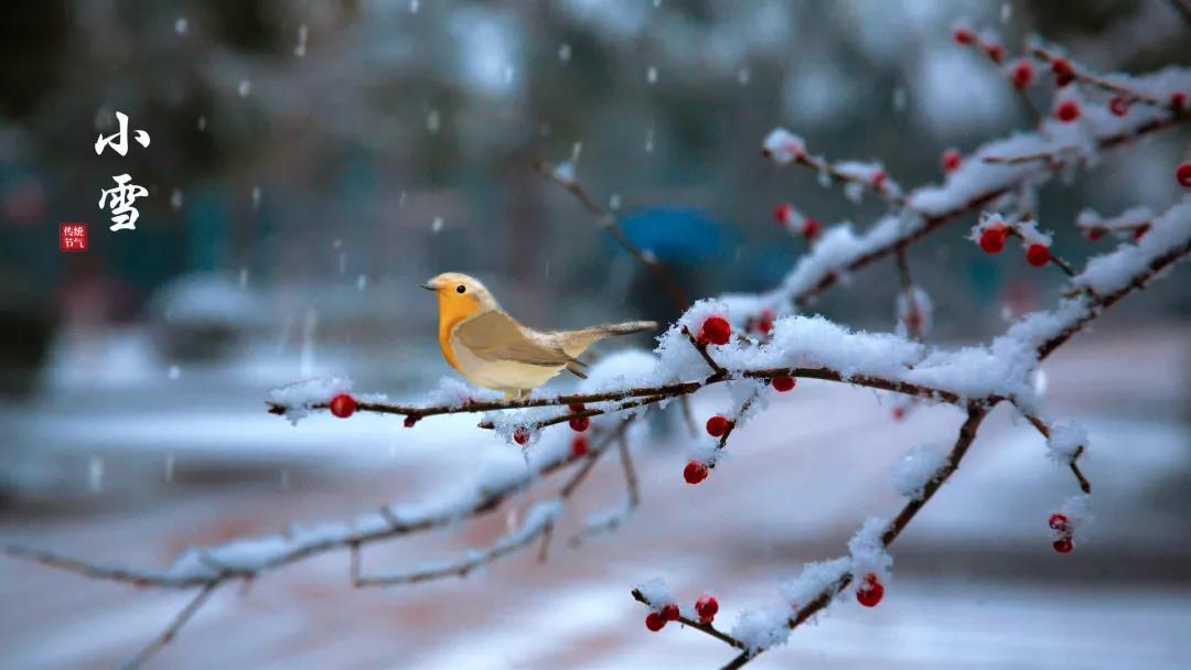 小雪 ▎等一地雪白，與歲月慢酌