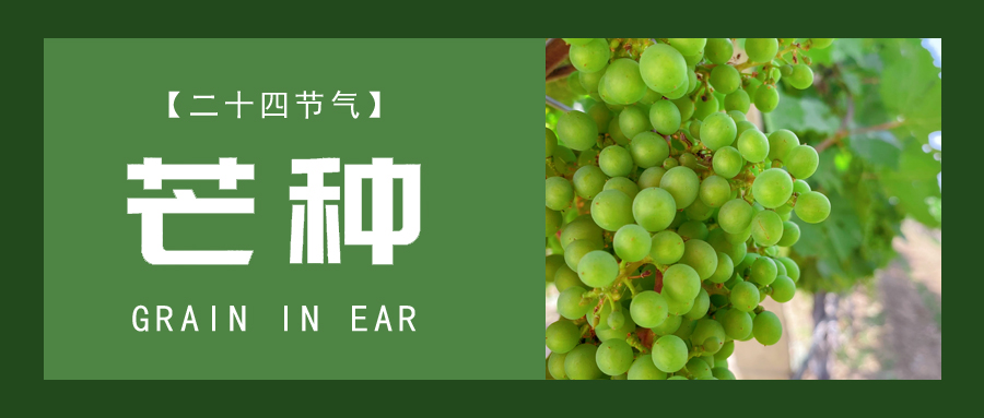 芒種 ▎忙終有獲，種得其所