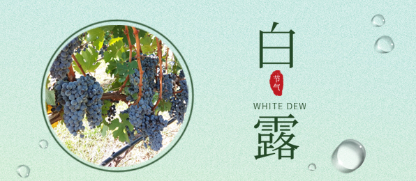 白露 ▎葡園循風(fēng)，奔赴一場秋色