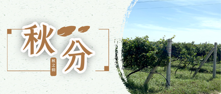 秋分 ▎秋分載萬物，葡園話豐收