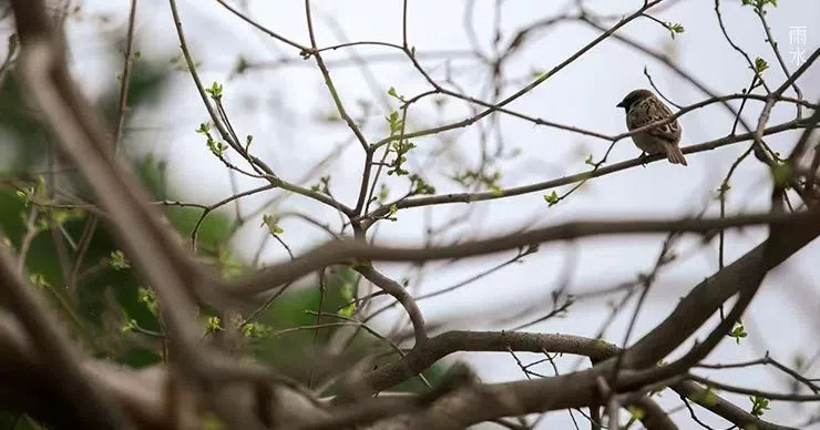 雨水||絲絲春雨潤(rùn)萬(wàn)物，杯杯美酒暖人心